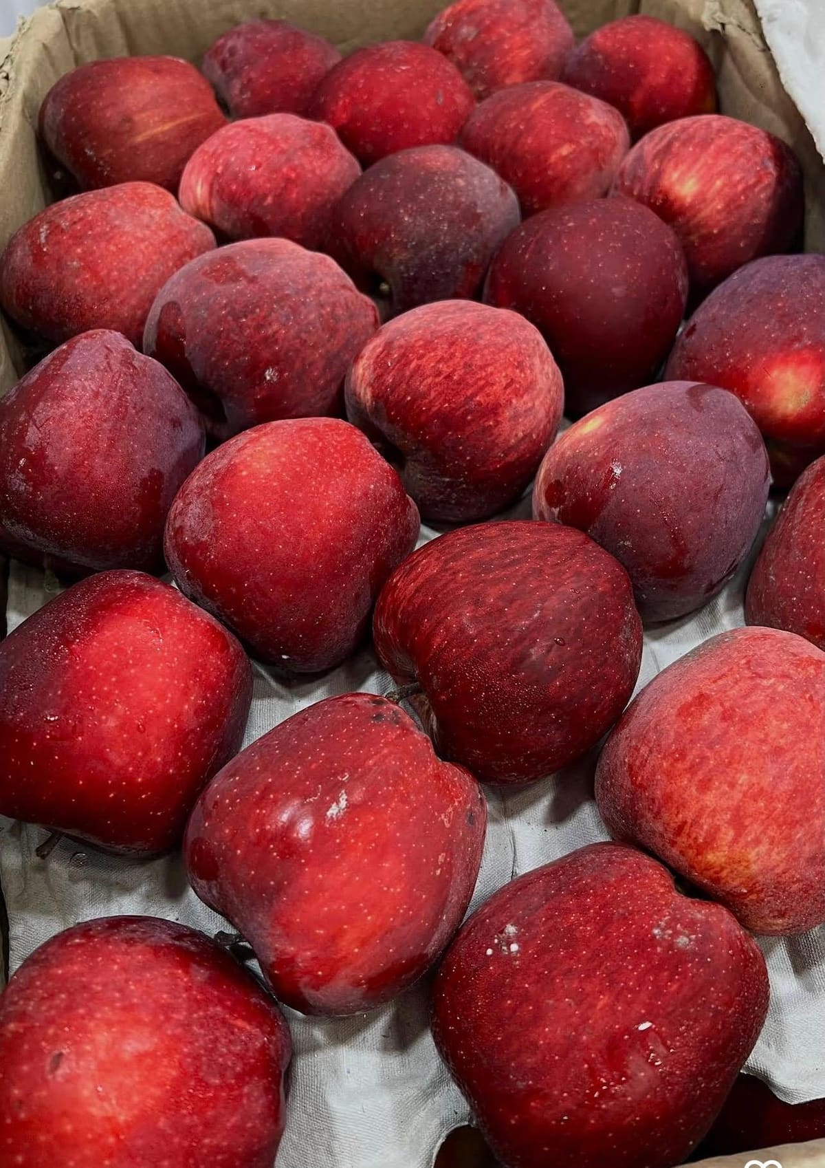 Close-up of deep red Kinnaur apples in packing