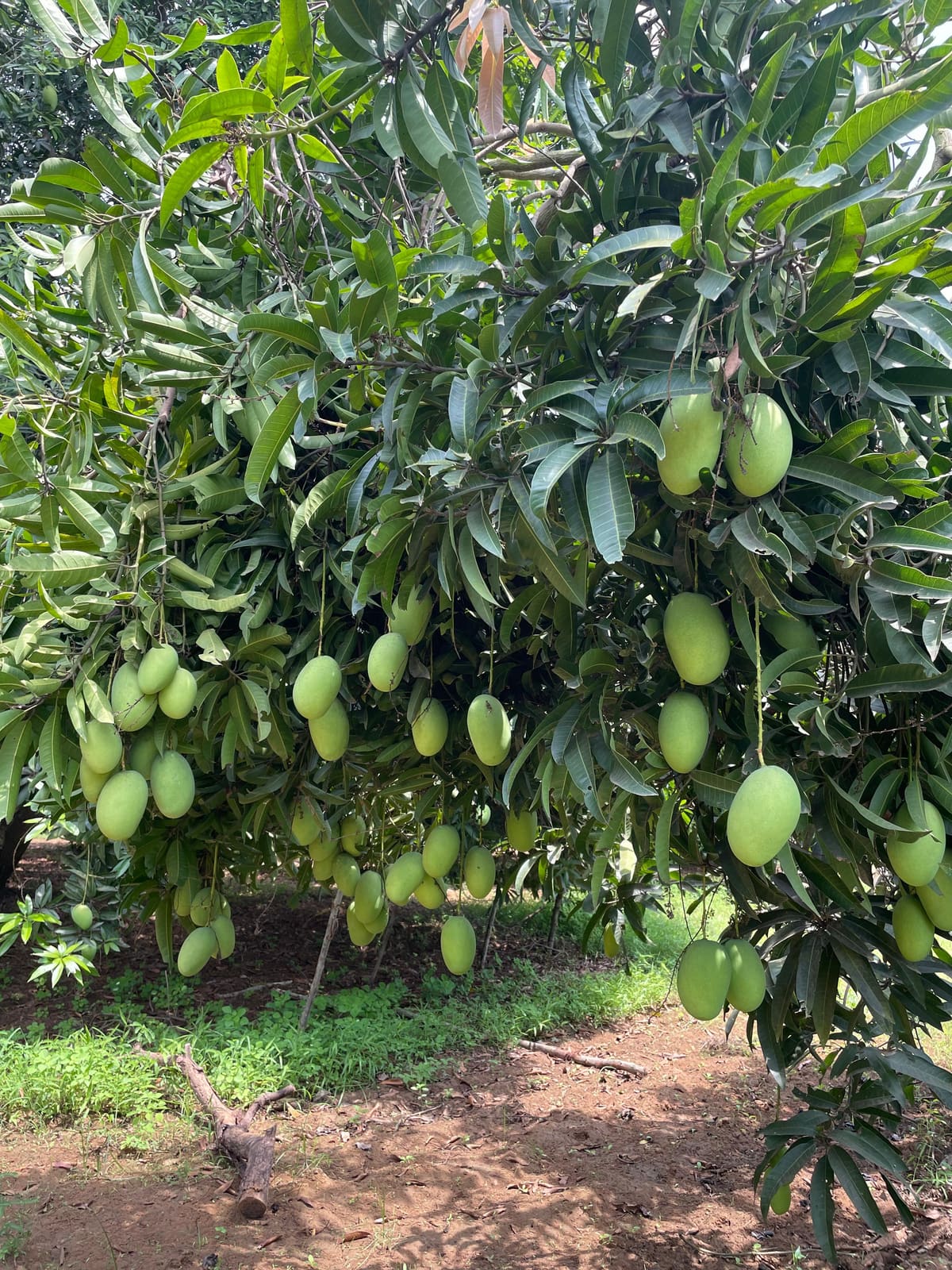 Freshness begins at the farm.