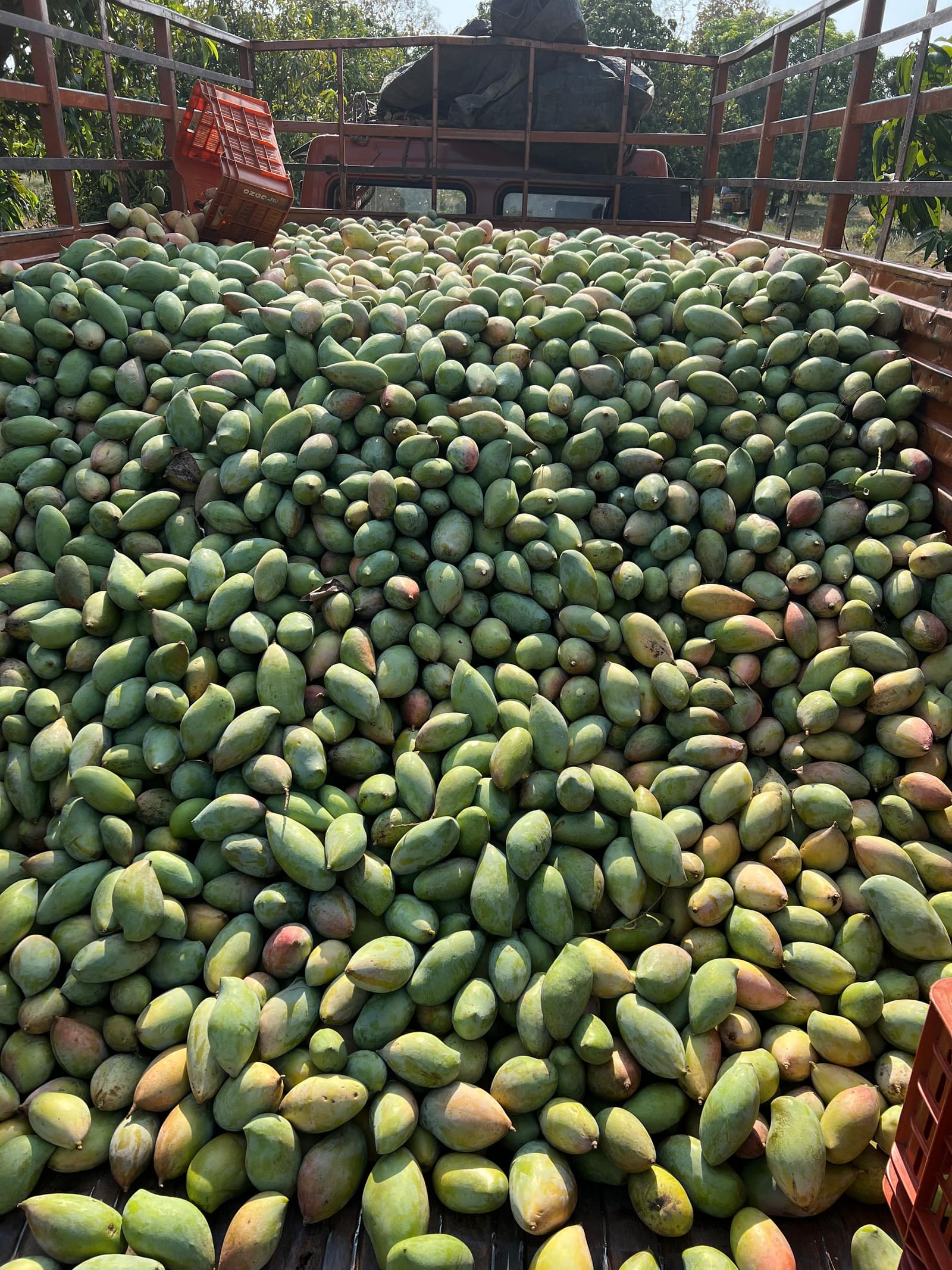 MD Fruits is founded