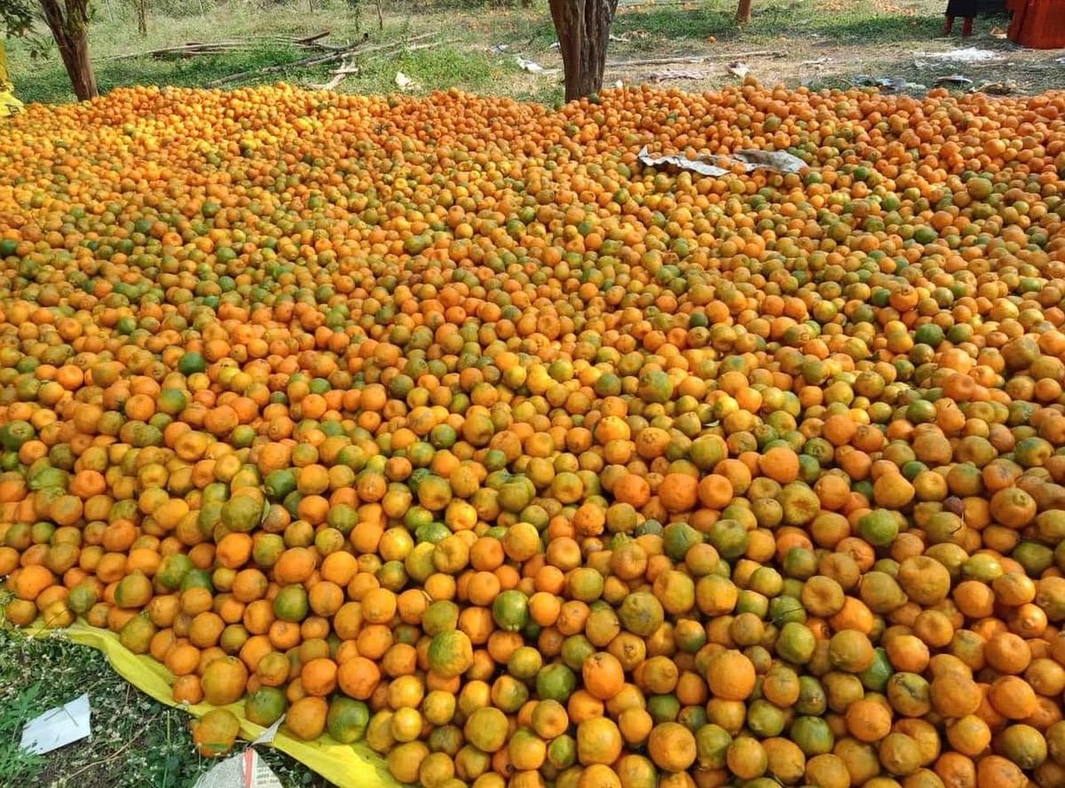 Large outdoor lot of harvested oranges on a tarp